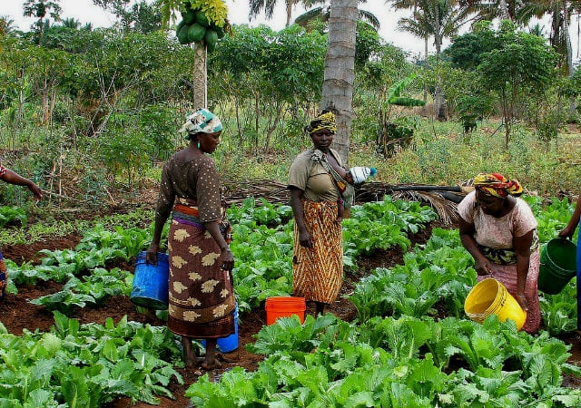 Alan Kyerematen set to revolutionize Ghana’s agriculture sector