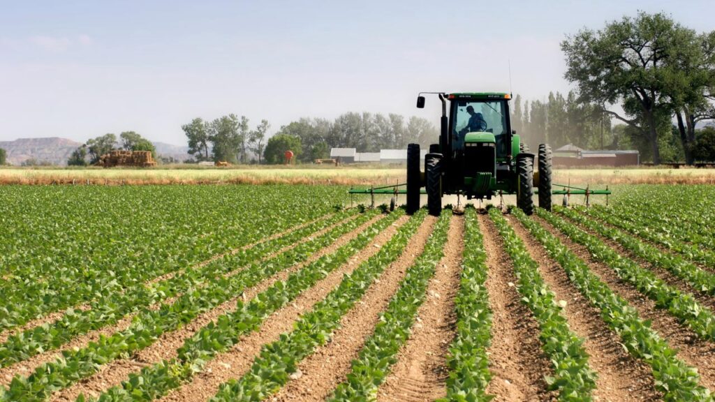 1.9 Million Hectares Cocoa Farm Rehabilitation: We Need Similar Initiatives For Local Food Crops- Agribusiness Practitioner
