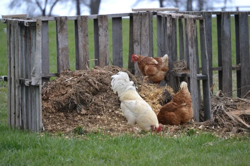 Finding Fortune In Poultry Manure: Farmers Ditch Fertiliser From Russia