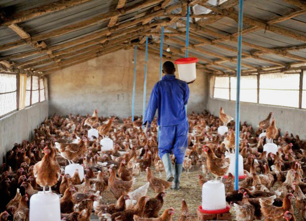 High Importation Of Frozen Chicken Collapsed 85% Of Poultry Farmers In Ghana