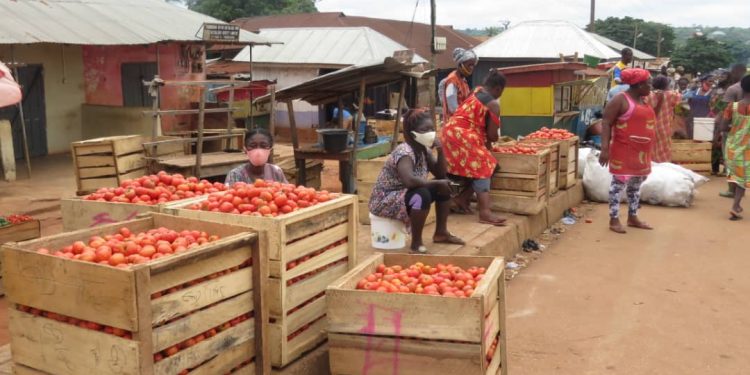 Tomatoes Importers Attribute Price Hike To ‘Boko Haram’ Attacks And Exchange Rate