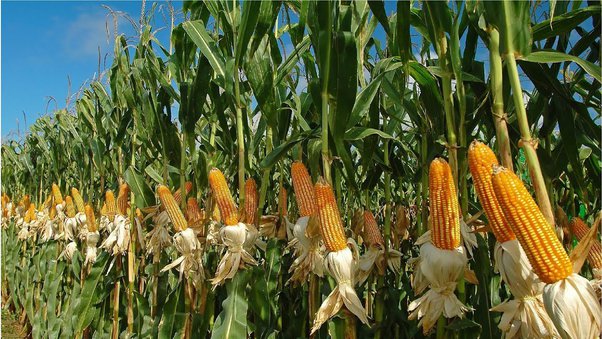 How Hybrid Maize Farming Is Now A Cash Cow For Farmers In Ahanta West