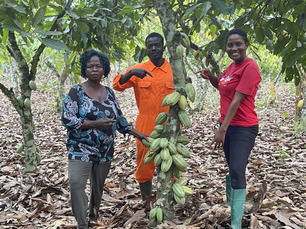 Minority Takes On COCOBOD After Mahama’s Claims On Cocoa Sector Cocoa Farmer Image