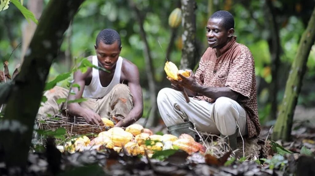 Ghana Surpasses Ivory Coast In Cocoa Production Featured Image For Story