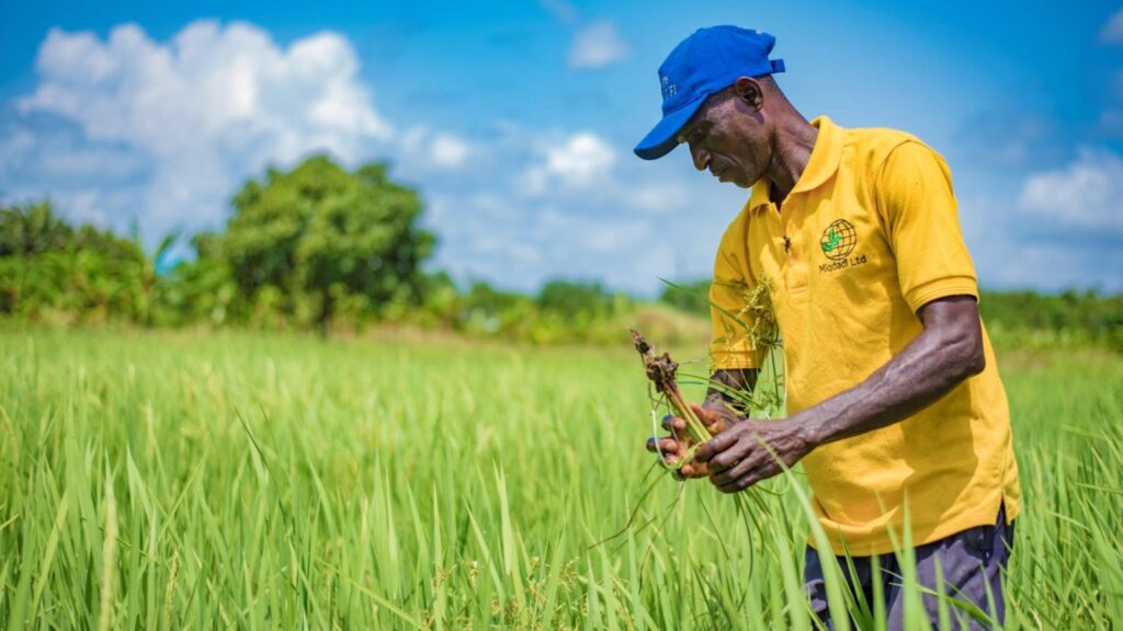 UNDP To Train 11,000 Farmers In Sustainable Rice Production Rice Production In Ghana