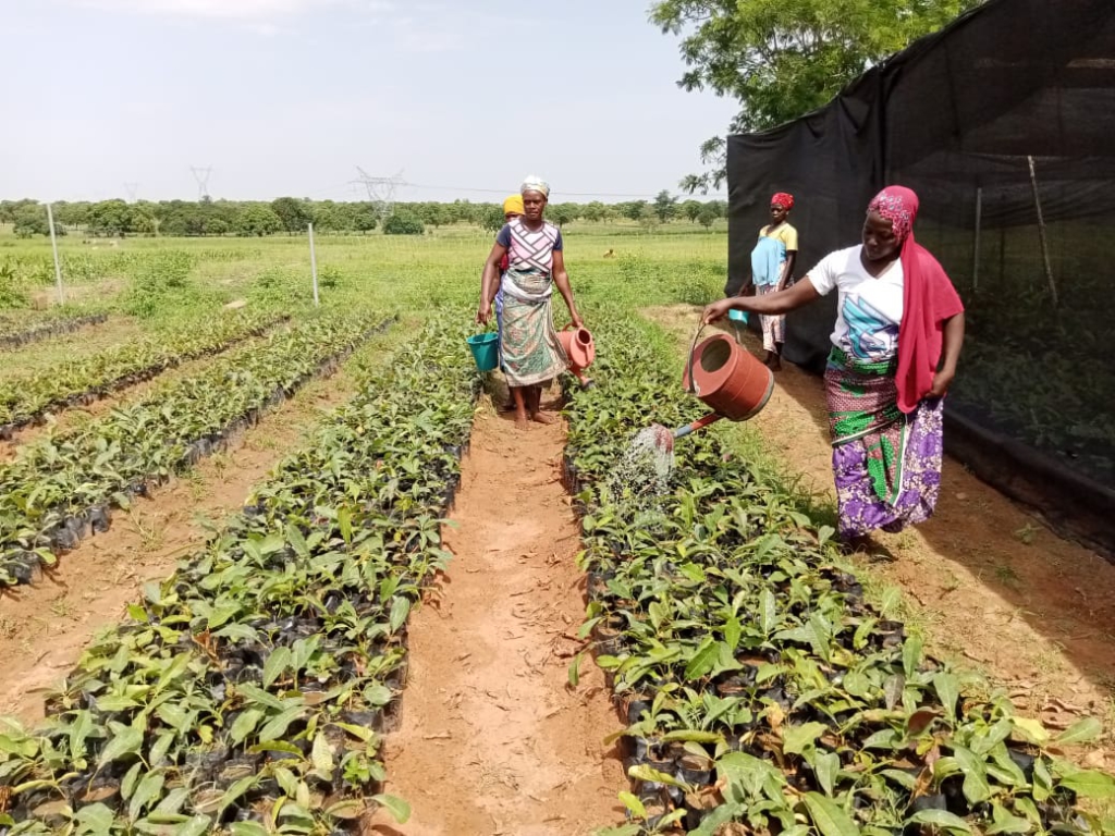 Shea Tree Maturity To Reduce From 25 To 5 Years