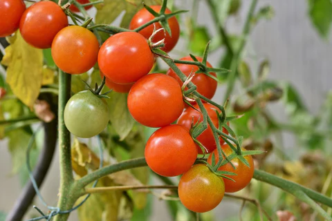 Use Vertical Modern Way To Plant Tomatoes For More Yields In Less Space