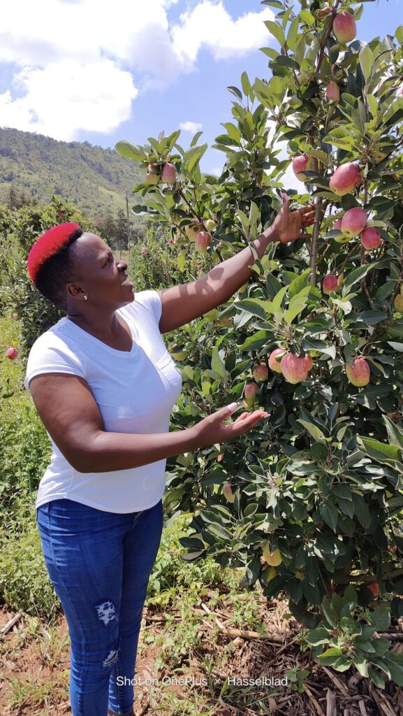 How Young Farmer Became Millionaire Through Apple Farming