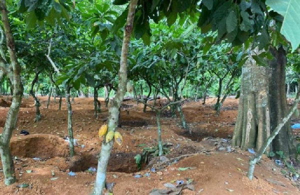 Increase Cocoa Price Or We Will Sell Our Farms To Galamsey Operators: Cocoa Farmers Threaten Gov’t