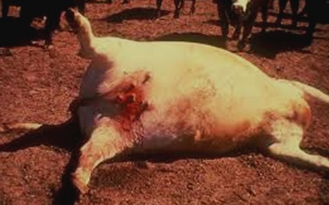 Anthrax Outbreak: Health Authorities Extend One Month Ban On Livestock Movement In Upper East