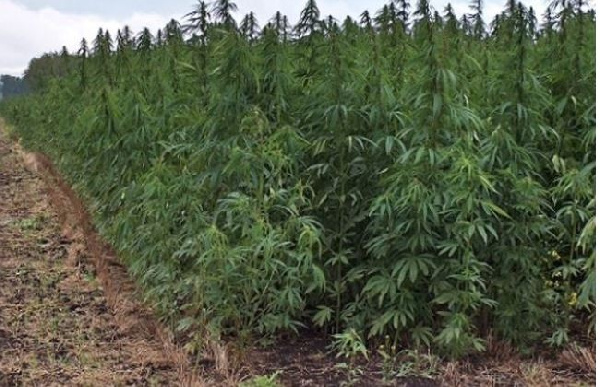 Ghanaians Can Now Cultivate Cannabis Following Passage of Narcotics Bill