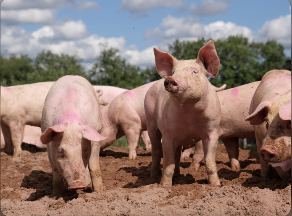 Kwahu West Reports Outbreak Of African Swine Fever