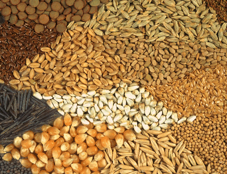 Food Scientist Calls For Urgent Prioritisation Of Seed Sector In Ghana To Achieve Food Security