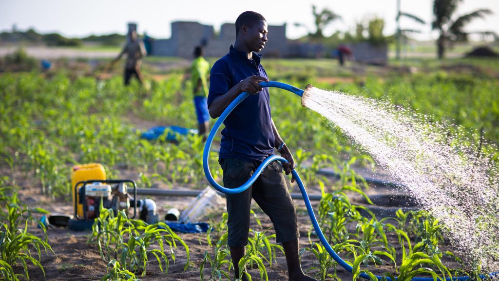 Agric Revolution: GAWU Calls For Establishment Of Ghana Agricultural Service To Implement National Policies