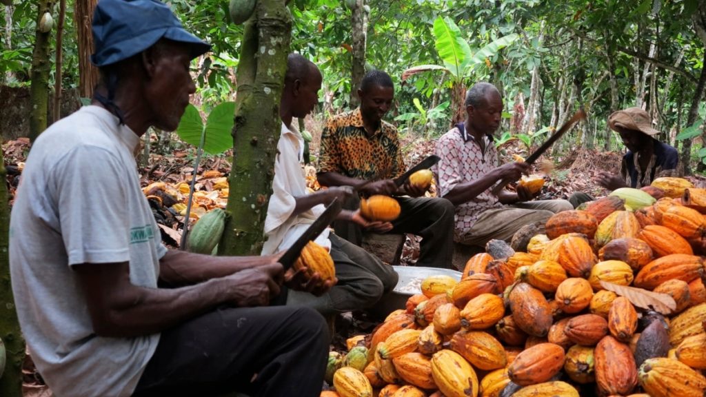 Prez Mahama Charges COCOBOD To Embrace Innovation To Drive Cocoa Sector Growth