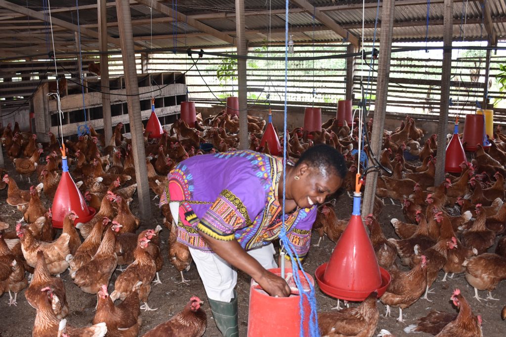 Poultry Farmers Association Calls For Clear Policy To Sustain Sector