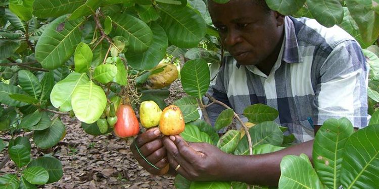 Galamsey Threatens Livelihoods Of Cashew Farmers In Bono Region
