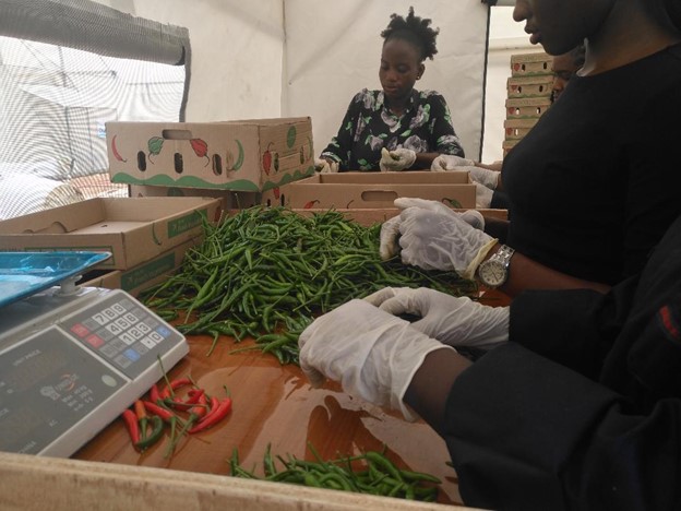 Ghana’s Chilli Pepper Export Revenue Projected To Hit 30 Million Dollars