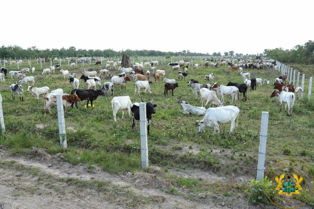 Cattle Ranch Taskforce Launched To Tackle Farmer-Herder Tension In Afram Plains