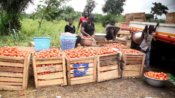 Tomato Season Ends: Are We Prepared For The Next Big Harvest?