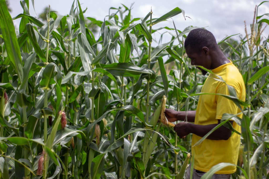 Four Improved Maize Varieties Unveiled To Boost Food Security
