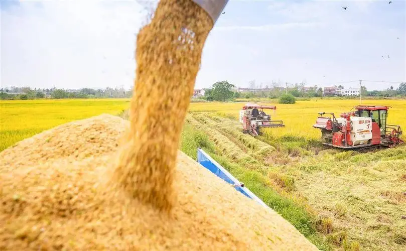 Ghana Seeks Foreign Partners To Establish Milling Centres To Empower Rice Farmers