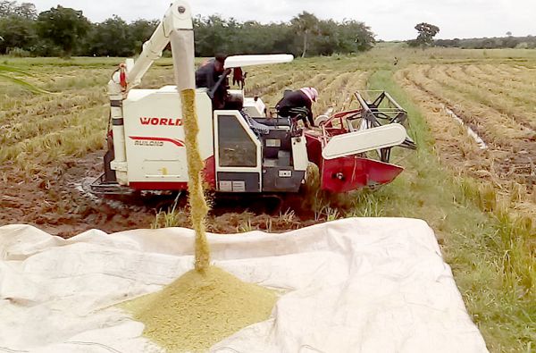 Northern MPs To Send Team Abroad To Master Cutting-Edge Rice Processing Techniques