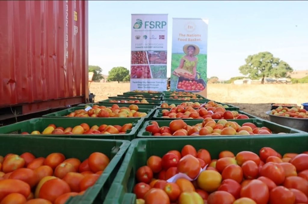 FSRP-Farmmate Collaboration Yields 240 Tonnes of Tomato In Dry Season