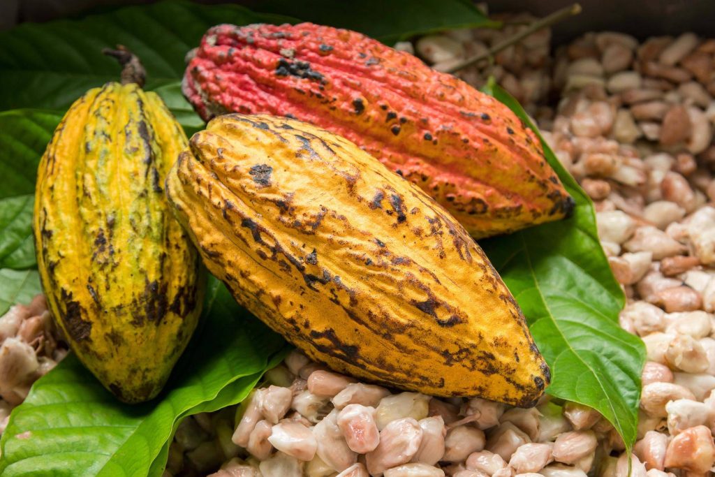 Chocolate Company To Manufacture Lab-Grown Cocoa: What Does It Mean For Ghana’s Cocoa Farmers?