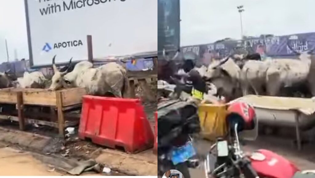 Unchecked Eid Livestock Markets Threaten Public Safety, MoFA Alerts