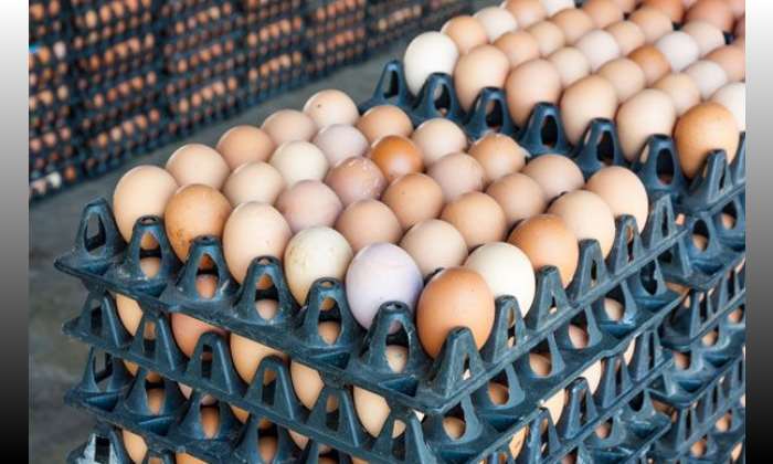 Ghana, Burkina Faso Strike Agreement To Reopen Egg Exports And Tomato Trade