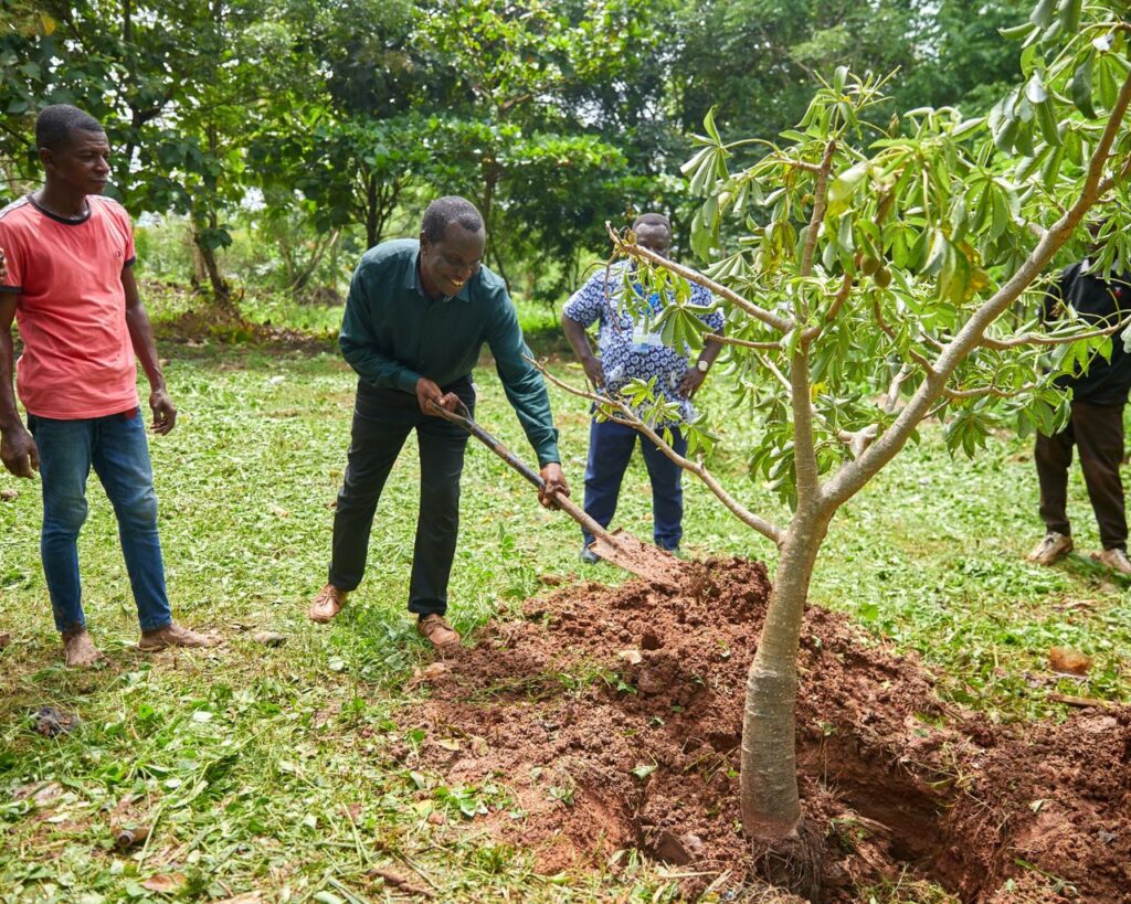 Ho Technical University Positions Baobab For Global Market With Fast-Maturing Variety In 3 Years