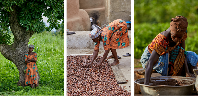 Eight Million Trees Lost Annually: Stakeholders Demand Bold Action to Sustain Shea Production and Meet Global Demand