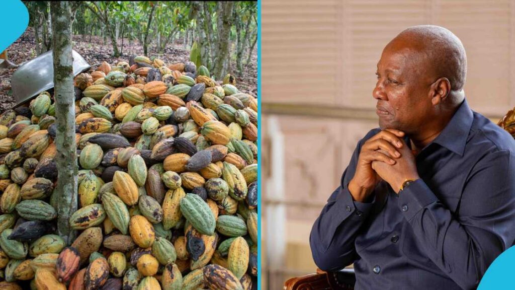 Young Cocoa Farmers Petition President Mahama, Citing Uncertainty In New Crop Season