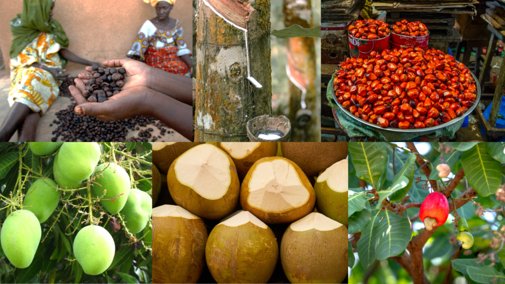 Tree Crops Sector Gets New Push To Move Farmers From Raw Produce to Higher-Value Markets