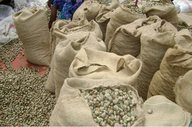 Ghana’s Cashew Sector Struggles; 94% Exported Raw As Prices Crash At Farm Gate