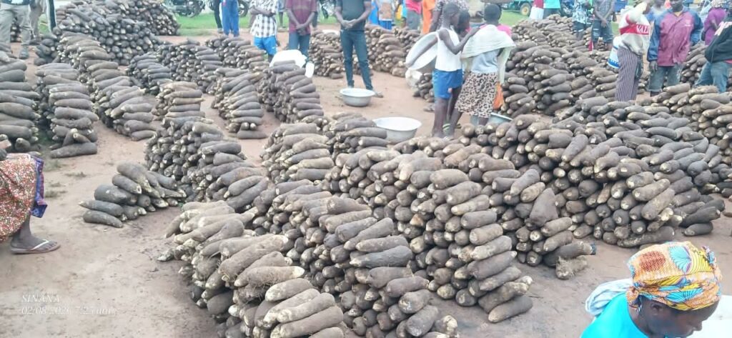 Bumper Yam Harvests Renew Call For Railway Systems And Good Feeder Roads