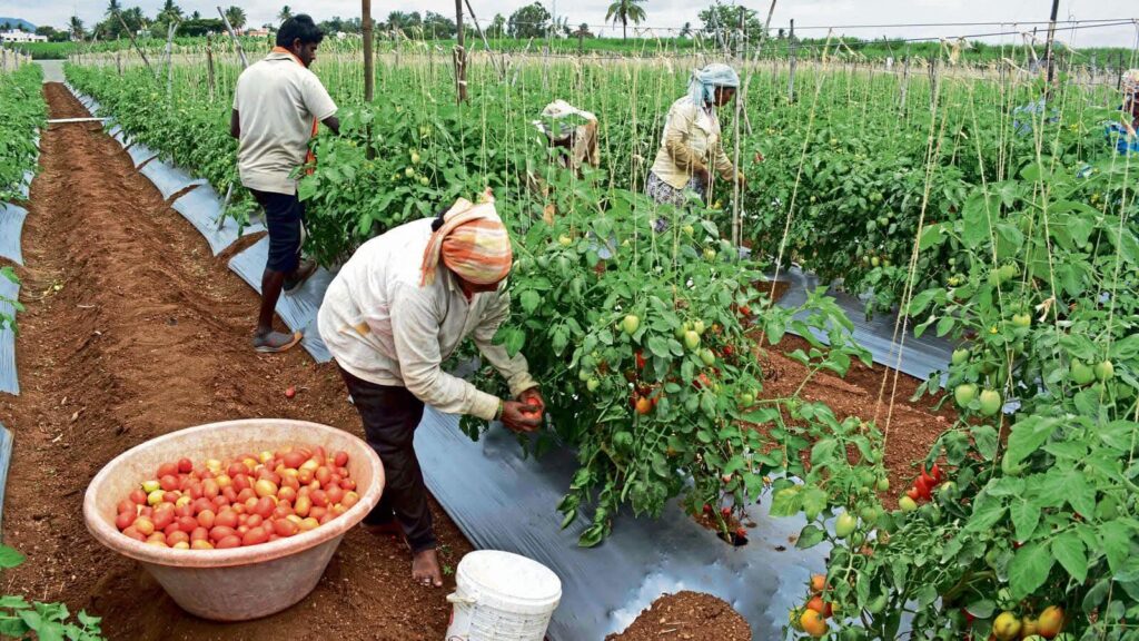 Hybrid Tomato Trials In Upper East Record Yields Of Up To 78.5 Tons Per Hectare