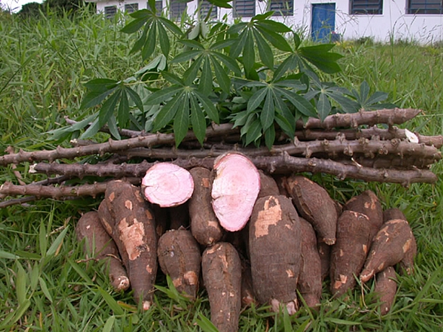 Malaysia Uses Nuclear Technology to Develop Fast-Maturing Cassava, Eyes Bananas, Sweet Potatoes and Taro Next