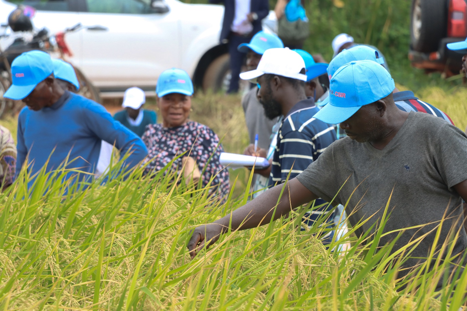 African Development Bank Approves $18.8 Million Grant To Boost Ghana’s Rice Productionn