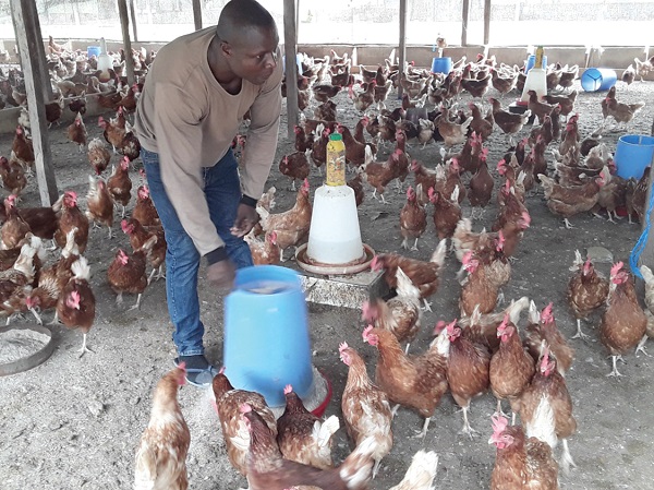 Inside Govt’s $270M Poultry Plan: Where Do Local Farmers Fit In?