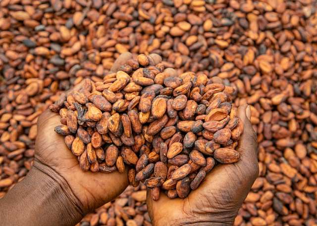 COCOBOD Increases Cocoa Farmgate Price To GH¢42,400 Ahead Of 2026/27 Season