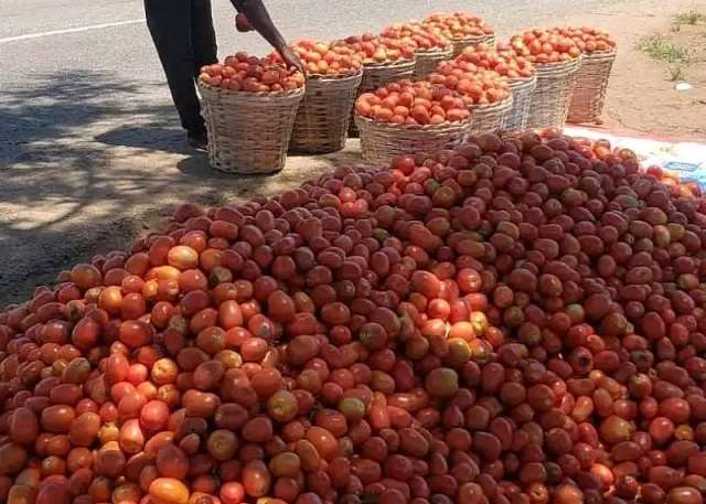 Anloga: Harvest Turns Crisis As Tomatoes Rot Over Lack Of Crates
