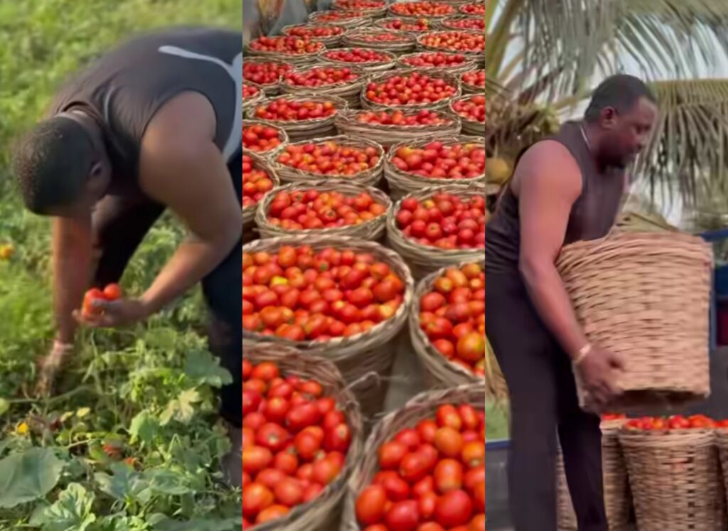 Anloga Tomato Glut: John Dumelo Joins Farmers To Harvest, Buys 100 Baskets