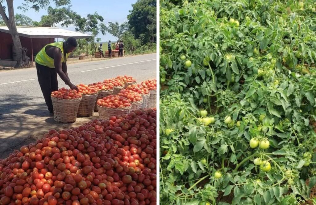 Anloga Farmer’s Story Highlights Urgent Need For Climate-Resilient Tomato Seeds For All-Year Production