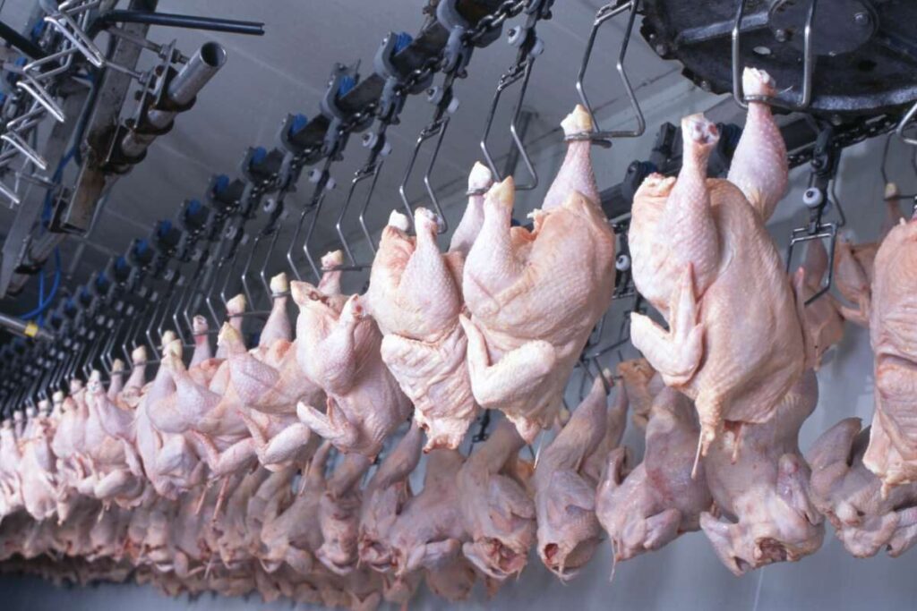 $270M Poultry Investment Targets 50,000 Tonnes Of Local Chicken Annually