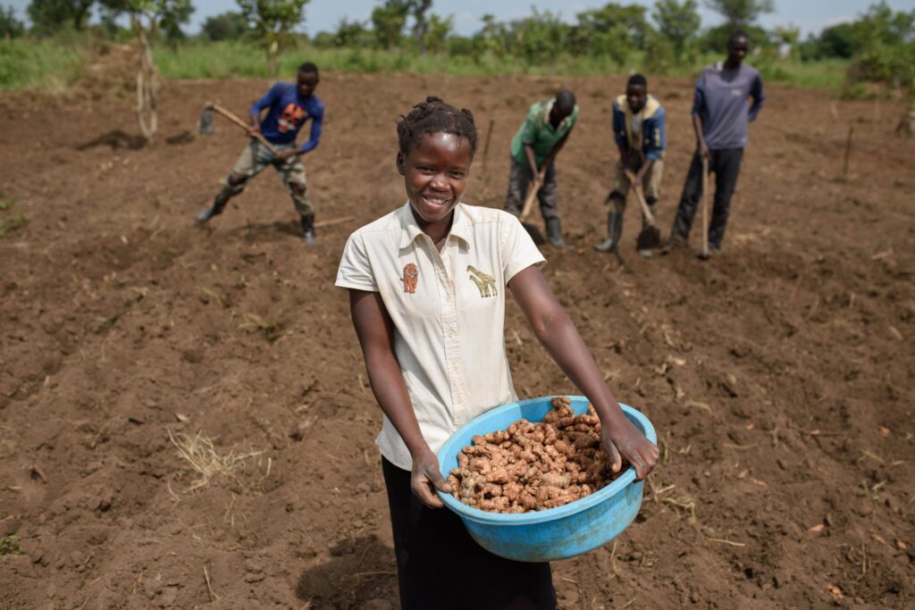 Ginger Traders Call On Govt To Support Farmers To Restore Local Production As Imports Surge