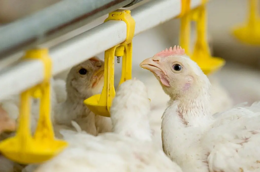 Ghana Secures $270m Deal to Revitalise Poultry Industry, Create 12,000 Jobs