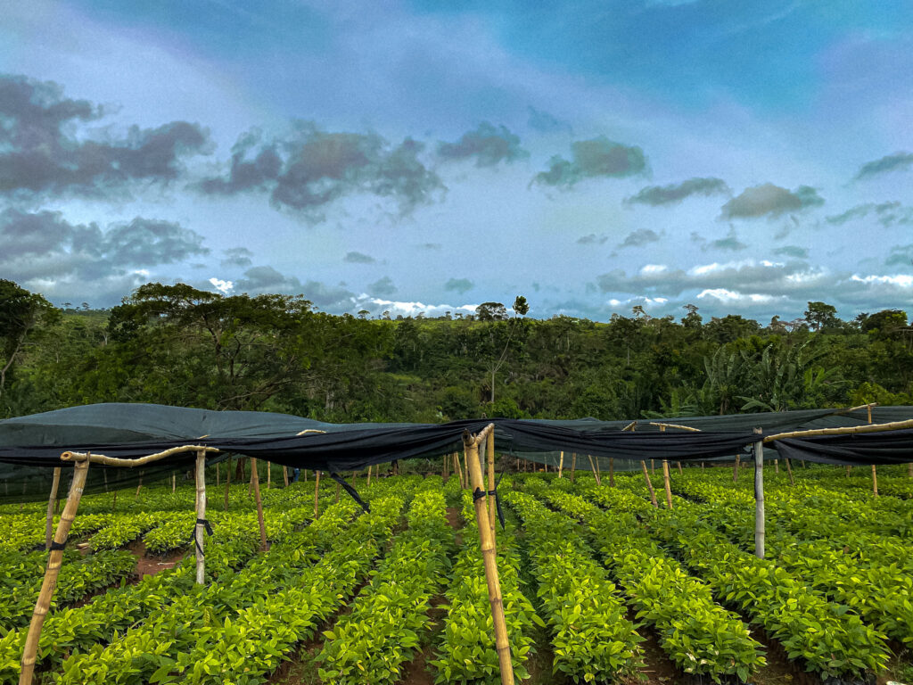 COCOBOD Distributes 2.8m Hybrid Cocoa Seedlings To 2,700 Farmers In Bono East